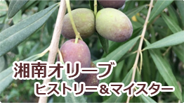 湘南オリーブヒストリー&マイスター