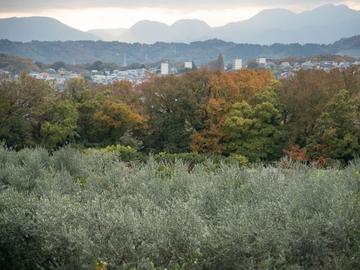 湘南オリーブ生産者　濱田治郎氏