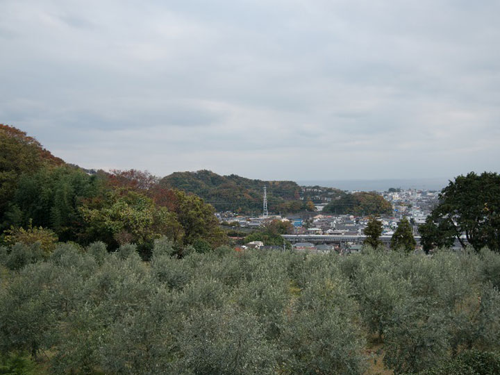 湘南オリーブ生産者　濱田治郎氏