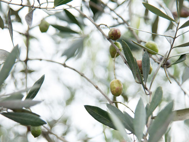 湘南オリーブ生産者　濱田治郎氏