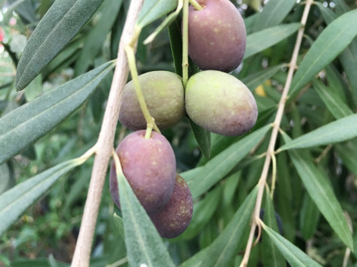 湘南オリーブ生産者　濱田治郎氏