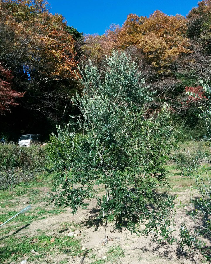 湘南オリーブ生産者　濱田治郎氏