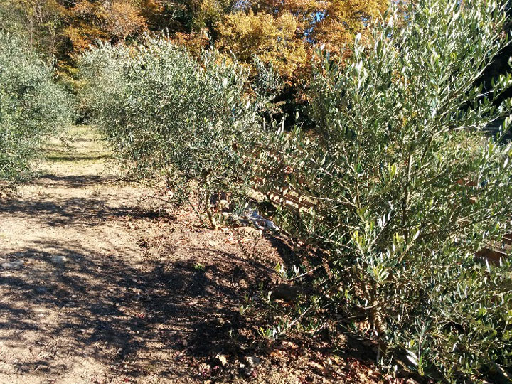 湘南オリーブ生産者　濱田治郎氏