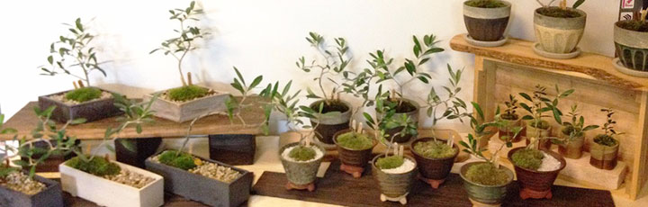 湘南オリーブ生産者　濱田治郎氏